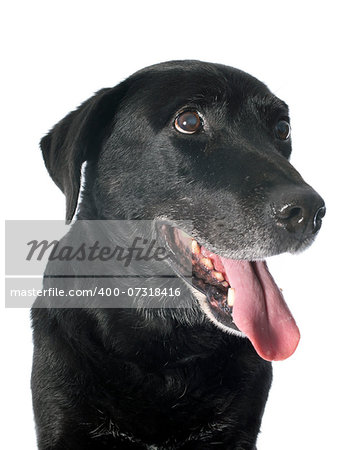 old  labrador retriever in front of a white background