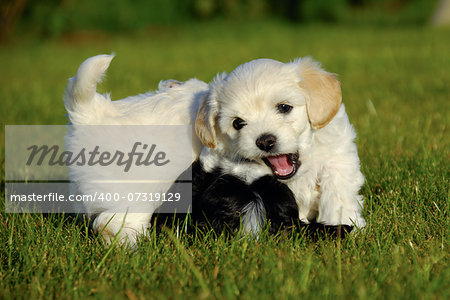 Two sweet puppies are fighting and playing in the sun