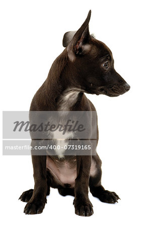 A sweet black puppy dog on a clean white background. Mix of a miniature pincher and a chihuahua.