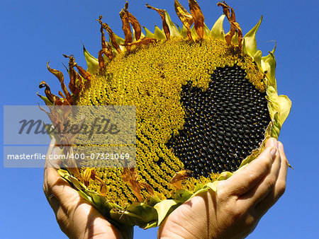 hands with sunflower against blue sky