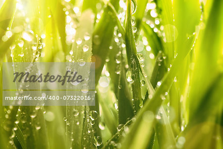 Droplets of water on blades of grass in sunshine