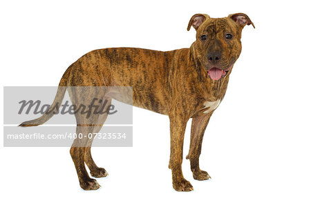 Staffordshire terrier dog is standing on a white background