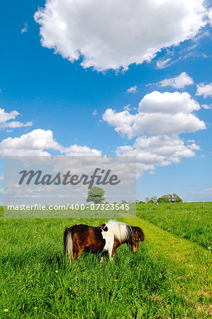 Pony horse is eating green grass. The sky is blue and with white cumulus clouds.