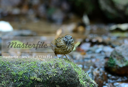 beautiful Streaked Wren Babbler (Napothera brevicaudata) in Thai forest