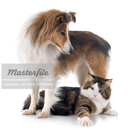 portrait of a purebred shetland dog and maine coon cat in front of white background