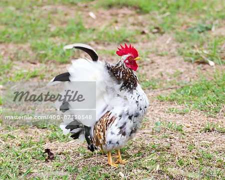White Bantam  on grass in Countryside from thailand