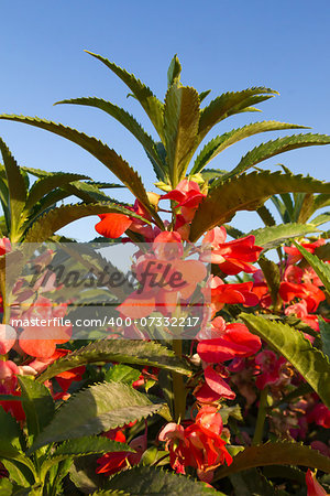 Rose Balsam or Impatiens balsamina Linn and blue sky