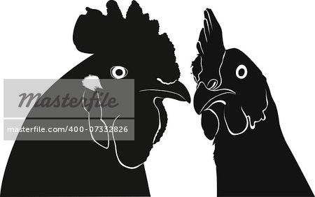 Cock a hen a chicken of a bird it is isolated vector farm