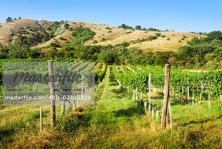 vineyards under the hill at sunny day without clouds