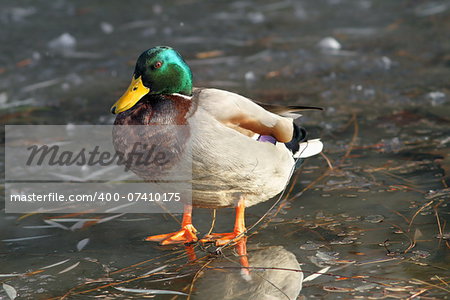 male mallard duck ( Anas platyrhynchos ) standing on frozen surface of the lake