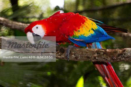 close up of a scarlet macaw in the rain forest of Belize