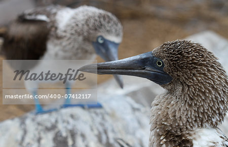 This mother and father blue-footed booby cross beacks while perched over their baby chick, their heads forming a vague outline of a heart.