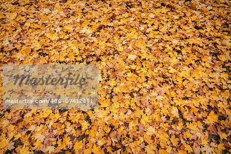 Colorful background of autumn leaves