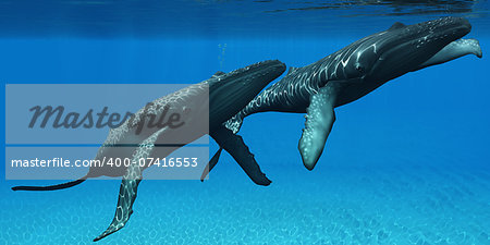 Two Humpback whales come to the surface of ocean waters to breath.