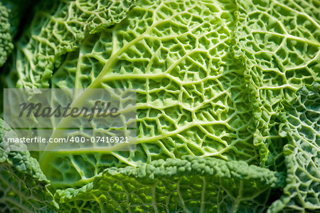 savoy cabbage macro with shallow d.o.f