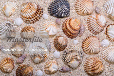 Sea shells with coral sand as background