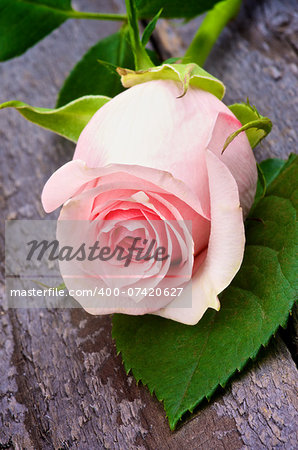 Flower Head of Beauty Fragile Pink Rose with Leaf closeup on Rustic Wooden background