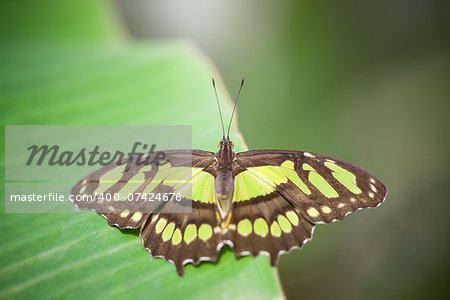 An image of a nice butterfly - Papilionidae