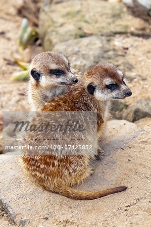 Two meerkats (suricates) sitting on the ground.