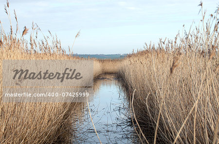 Reed bed and water in Sussex countryside