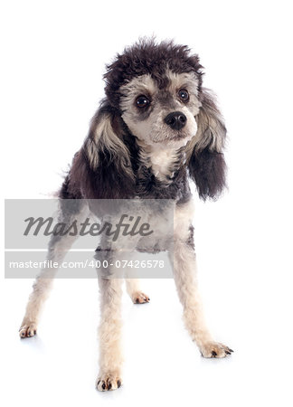 bicolor poodle in front of a white background