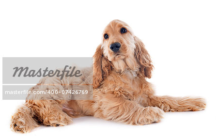 portrait of a  purebred puppy english cocker in a studio