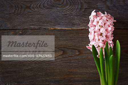Beautiful spring hyacinth on a wooden background with copy space for text.