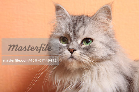 Portrait of a grey cat close up.