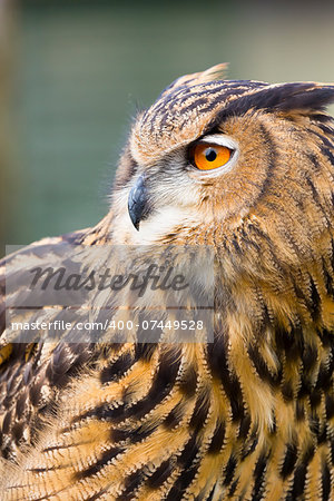 A close up head shot of an Eagle Owl (Eurasian Eagle Owl).  The focus is on the owls orange eyes and the bird is looking to the left.