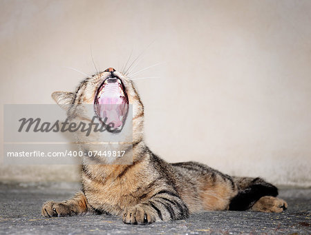 Yawning cat.