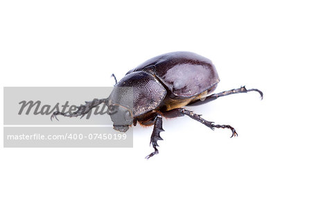 Female Rhinoceros beetle on white background