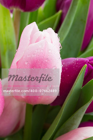 pink  tulip with water drops close up