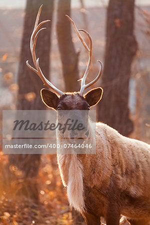 Horned Reindeer at zoo