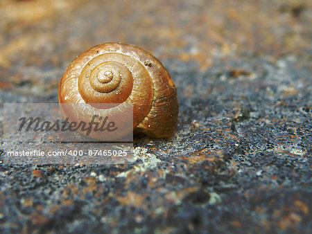 Closeup macro detail of snail on stone