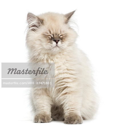 British Longhair kitten, sitting, eyes closed, isolated on white