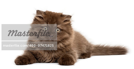 Front view of an Highland fold kitten lying, isolated on white