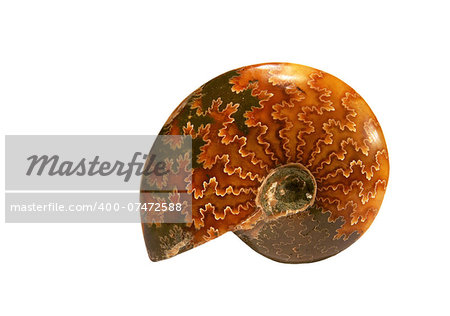 Natural polished jade pattern ammonite fossil specimen from Madagascar