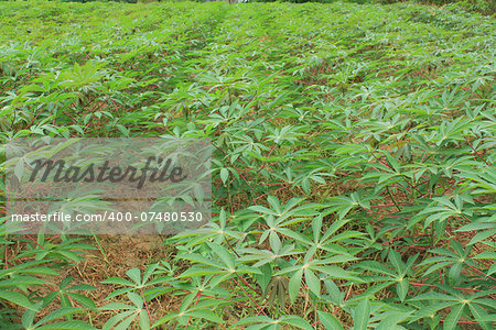 manioc plants are growing in the field