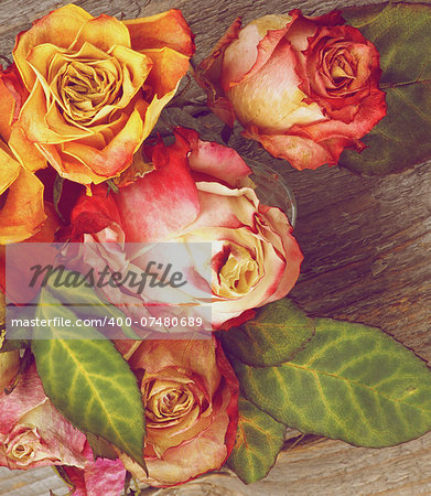 Bunch of Beauty Colorful Withered Roses with Leafs closeup on Rustic Wooden background. Retro Styled