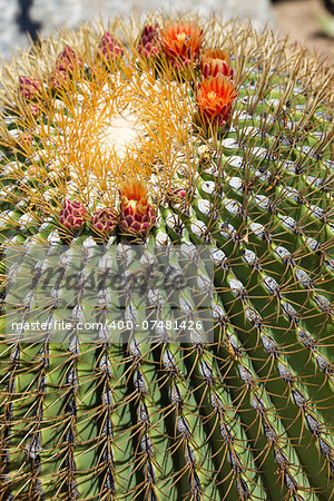 The Biznaga Cactus with Flower Blossom Outside.