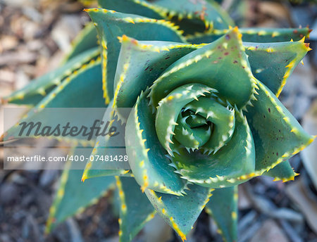 Abstract of Desert Succulent Outside.