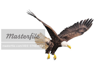 Bald eagle isolated on white background.