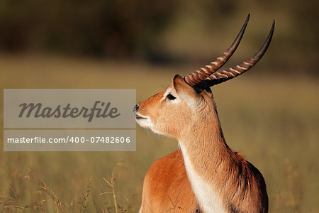 Portrait of a male red lechwe antelope (Kobus leche), southern Africa