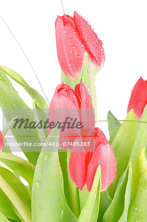 Arrangement of Beauty Spring Tulips between Green Leafs isolated on white background