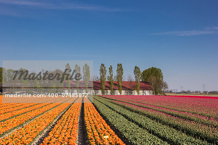 Orange and pink tulip field and a farm in the Netherlands