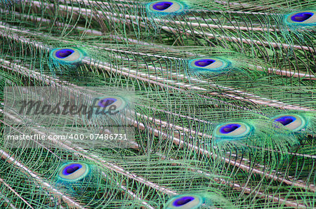A full frame of peacock feathers.
