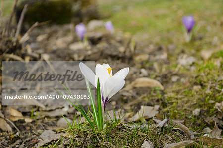 white beautiful crocus flower grow in dry land spring in garden