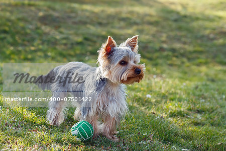 Cute small yorkshire terrier is standing on a green lawn outdoor, no people with green ball