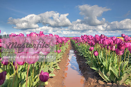 Rows of Purple Tulip Flowers in Tulip Farm with Blue Sky and White Clouds Over Landscape