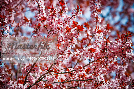 blossoming flowers on a tree